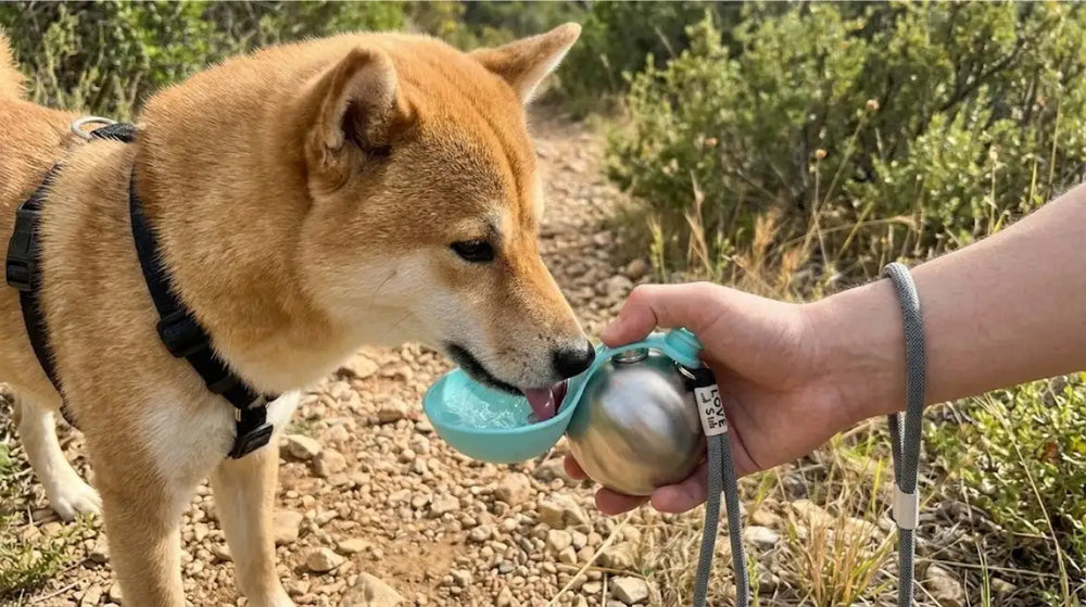 Solución AquaBall