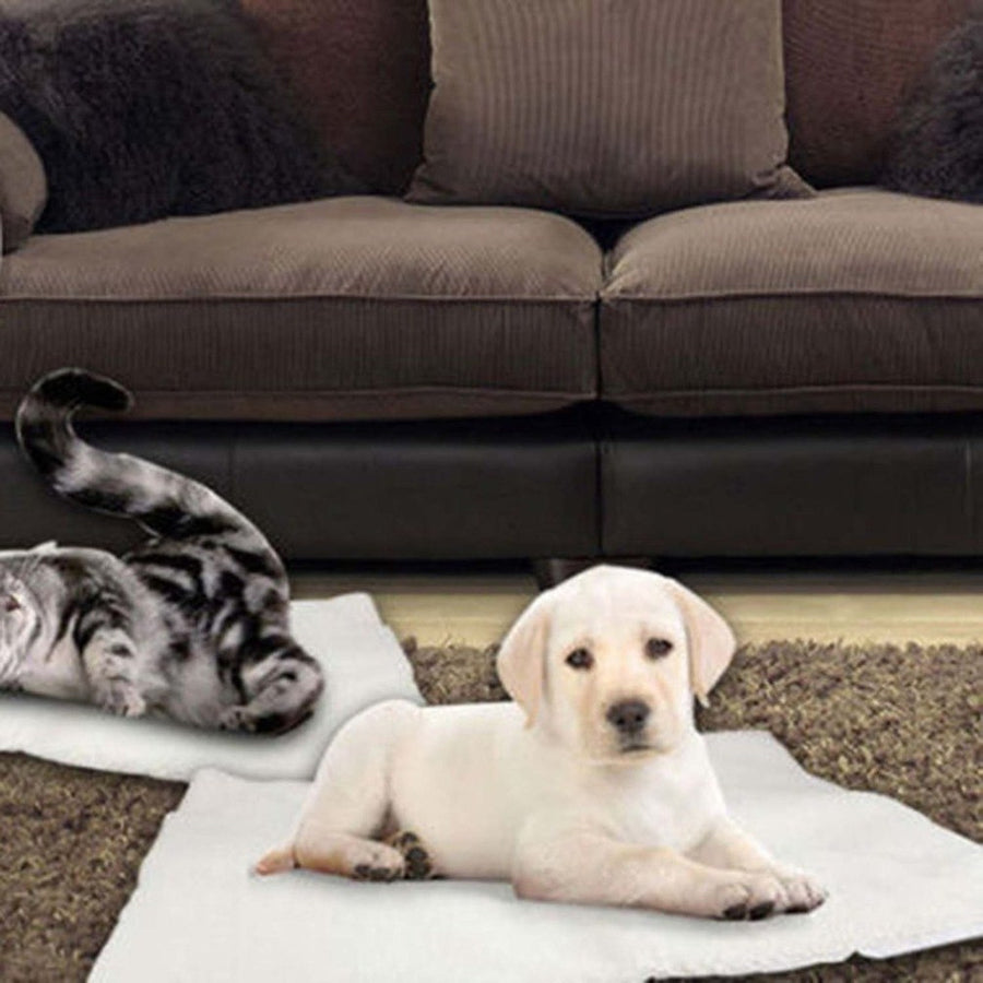 Gato y cachorro tumbados sobre mantas autocalentables en la alfombra del salón